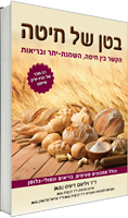 בטן של חיטה